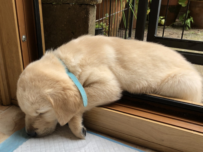 Gorgeous Goldens