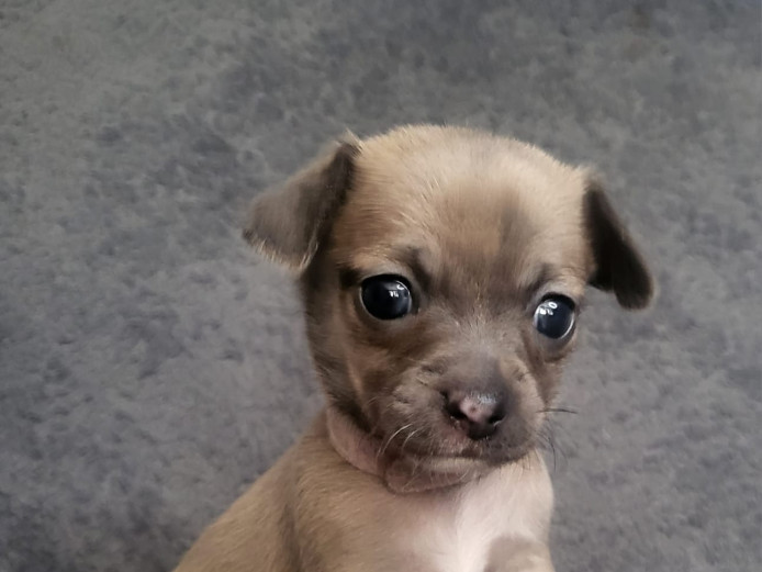 Chihuahua x Jack russell