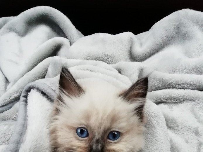 Ragdoll kittens