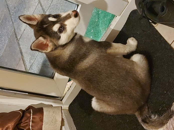 HUSKY X SHIBA PUPPY