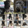 download free cane corso champion bloodlines