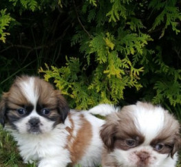 Pets for Adoption - Cute Shih Tzu Puppies For Sale